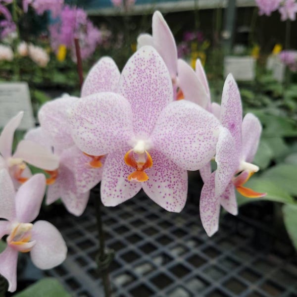 Rare! Phal. gigantea 'Jumbo Orchids' × aphrodite subsp. formosana 'Jumbo Orchids', fragrant