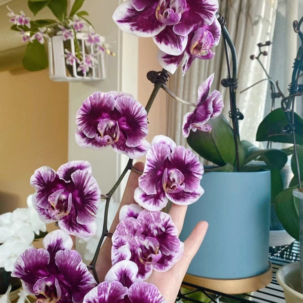 Phal. Hsinying Little Knight 'Voodoo', big flowers, unique flower pattern