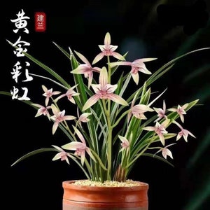 Cymbidium ensifolium “Golden Rainbow” 建兰 ‘黄金彩虹’ - variegated leaves and very fragrant