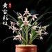 see more listings in the Asian Cymbidium section