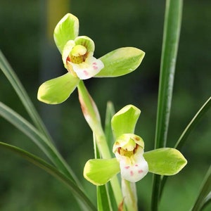 Cymbidium goeringii Xue Shan Tian Cao Snow Mountain春兰 雪山天草fragrant, golden margins on leaves image 3