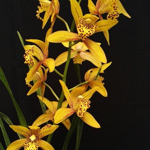 Cym. ‘Chen&#39;s Ruby’, super fragrant, ship bare-root