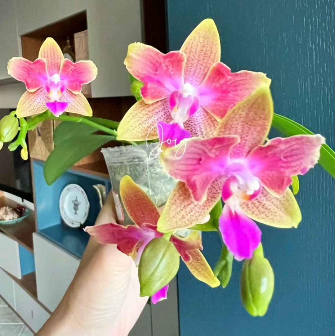 Phal. Miki Golden Sand '1363' peloric 2 Eyes, Fragrant, Big Mature ...