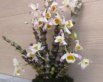 In spike! Dendrobium pendulum, fragrant long-lasting flowers, stems with swollen nodes, also called “Den Bamboo”