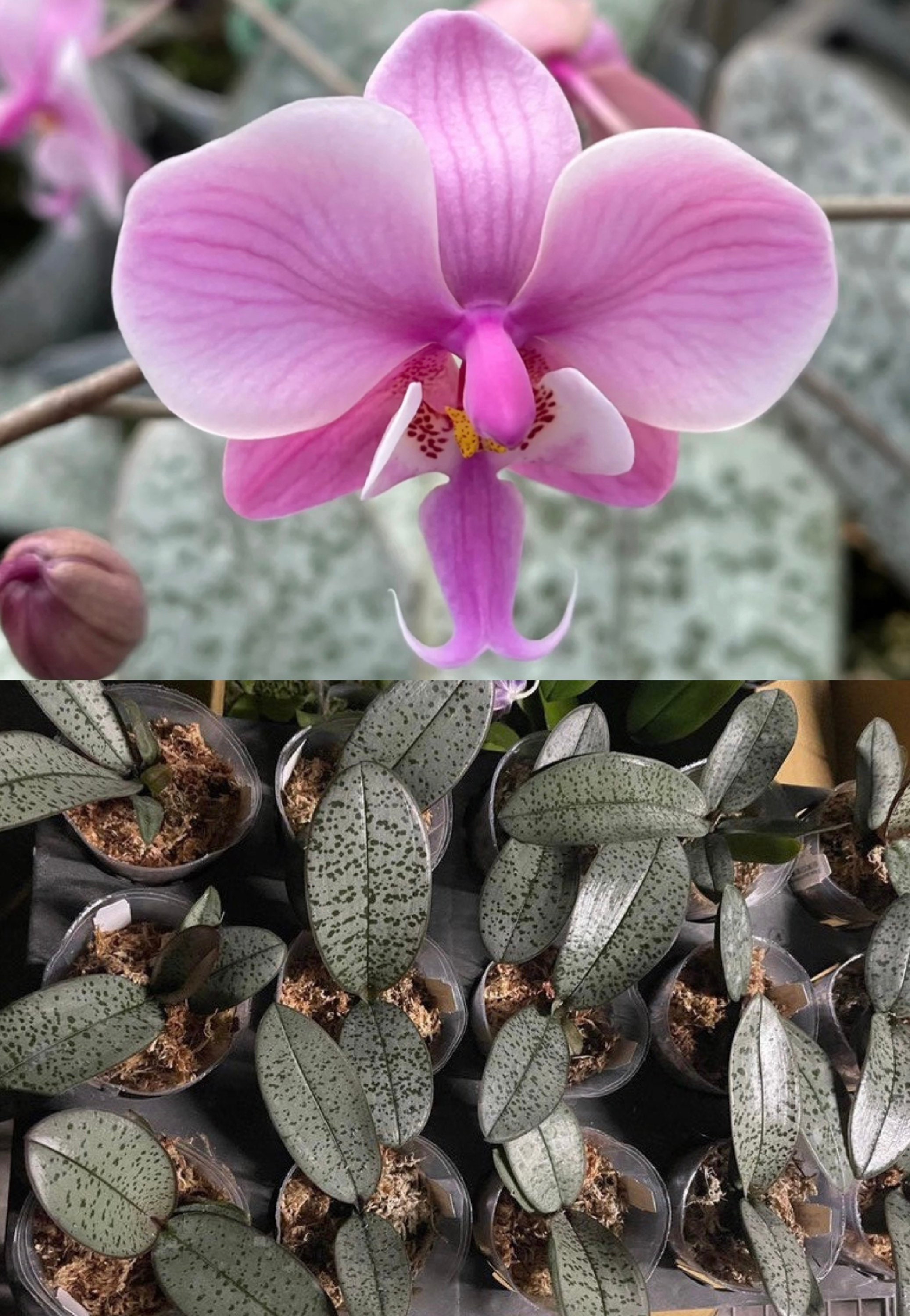 Silver Foliage! Phal. Schilleriana X Sib 超銀西, Fragrant - Etsy Silver Foliage! Phal. Schilleriana X Sib 超銀西, Fragrant - Etsy
