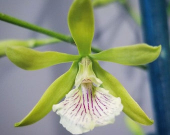 In spike! Encyclia Rufly Profuse AQ/AOS, very fragrant