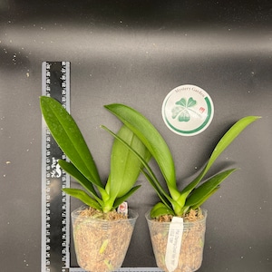 Phal. Charming Crystal Water '1288' - Etsy