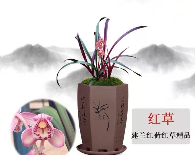 Beautiful Foliage! Cymbidium Ensifolium “hong Cao Hong He” 建兰 ‘红草红荷 ...
