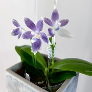 In spike/bloom! Phal. tetraspis 'Blue' × sib - may show different patterns of petal color on each flower