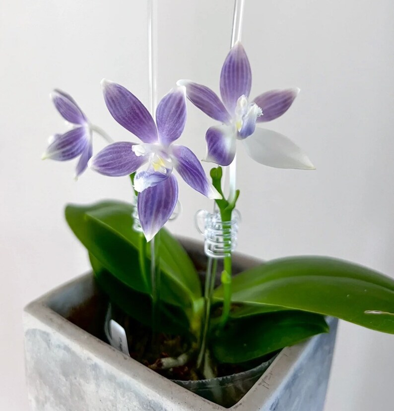 In spike/bloom Phal. tetraspis 'Blue' sib may show different patterns of petal color on each flower image 1