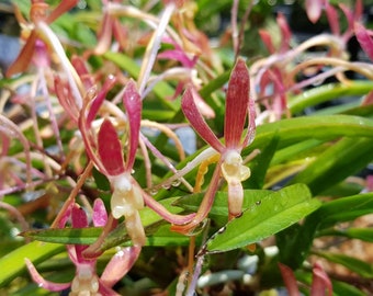 Neofinetia falcata 'Kyobijin' 京美人, color changing flowers!