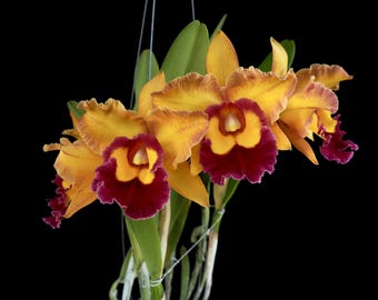In Sheath! Rlc. Chunyeah No. 10,  large, waxy, long-lasting fragrant flowers