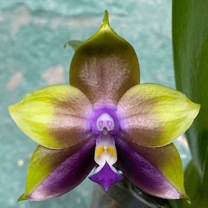 In spike! Phal. Mituo Princess 'B-10', big waxy flowers, fragrant, award winning clone
