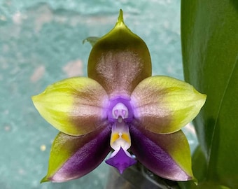 In double spikes! Phal. Mituo Princess 'B-10', big waxy flowers, fragrant, award winning clone