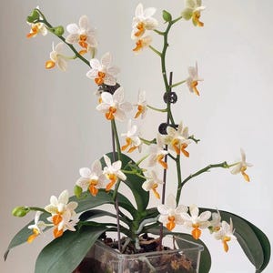 Phal. Mini Mark, multiflora, fragrant cute flowers, compact