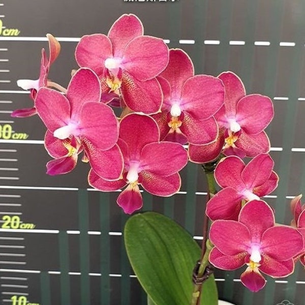 Phal. KS Balm, very frangrant with beautiful flowers