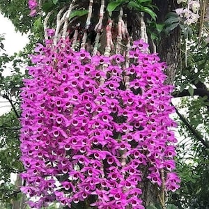 May include: A large cluster of vibrant purple orchids hanging from a tree branch. The flowers are densely packed together, creating a stunning display of color.