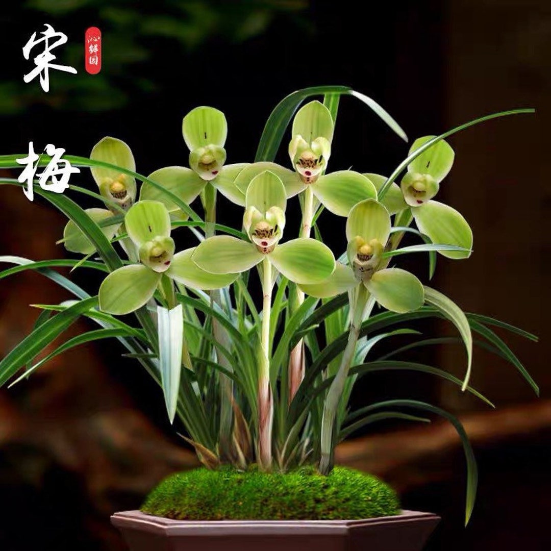 Cymbidium Goeringii ‘song Mei’ 春兰铭品 ‘宋梅’ — “四大天王”之首 & “国兰双壁”, Fragrant ...