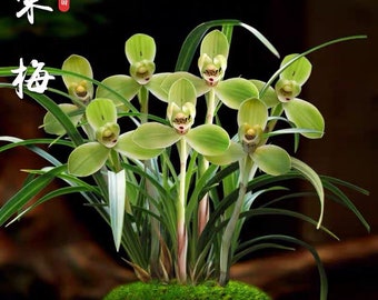 Sale! Cymbidium goeringii ‘Song Mei’ 春兰铭品 ‘宋梅’ — “四大天王”之首 & “国兰双壁”, fragrant