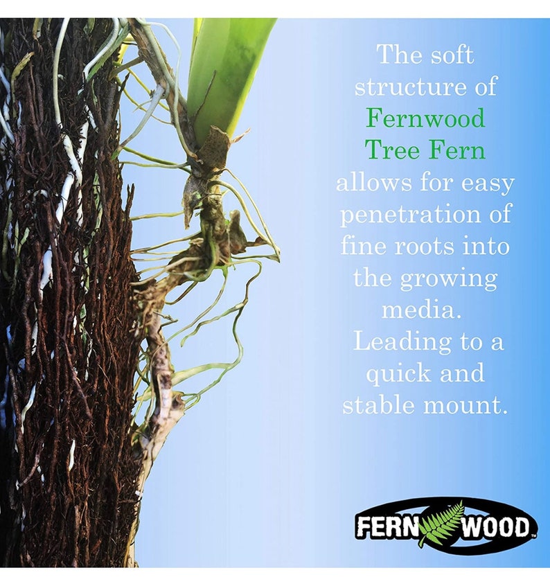 Twin Pack New Zealand Tree Fern Orchid Mounting Board Etsy