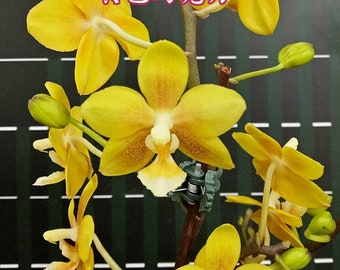 In spike! Phal. KS Balm 'Yellow Chocolate', reddish foliage and very frangrant with beautiful flowers