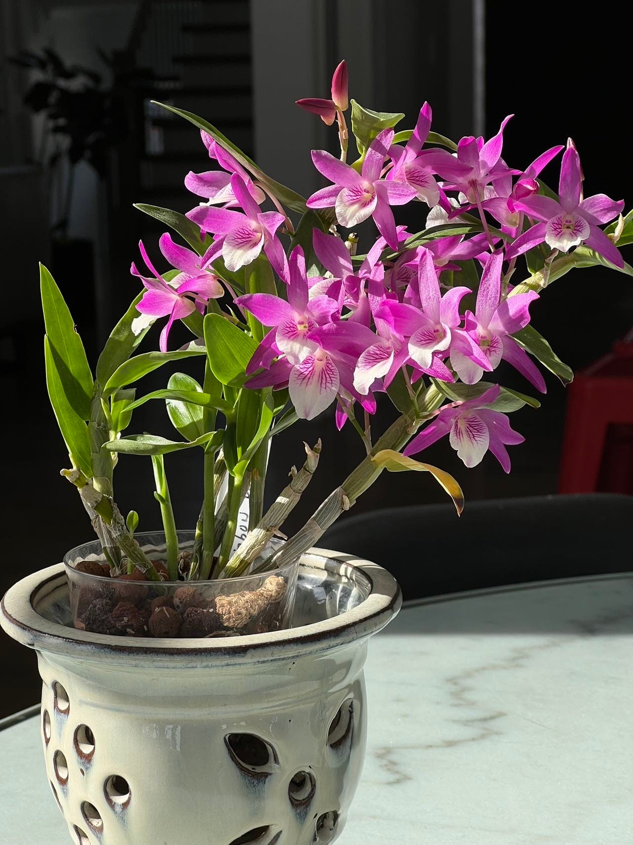 Den. Rainbow Dance 'akatsukinjan', Very Fragrant Flowers! - Etsy
