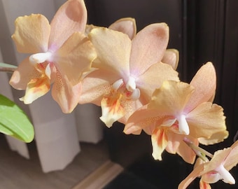 Phal I-Hsin Maple Valley 枫之谷— mottled leaves and fragrant flowers