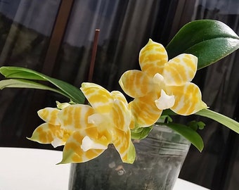 Rare! Phal. KS Super Zebra 'Golden Zebra' - lemon fragrance