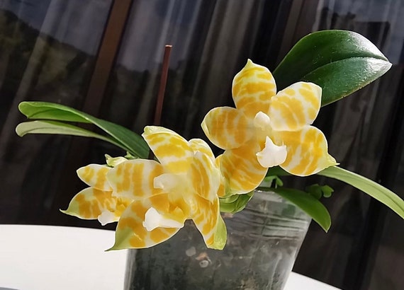 Phal. KS Super Zebra 'golden Zebra' - Lemon Fragrance, Creamy