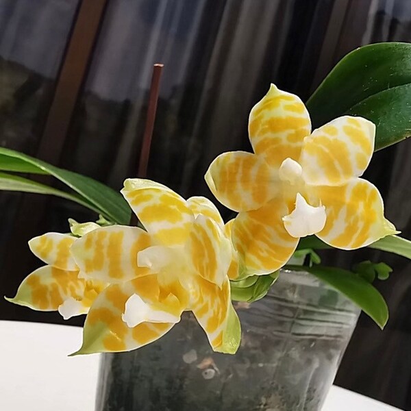 Rare! Phal. KS Super Zebra 'Golden Zebra' - lemon fragrance