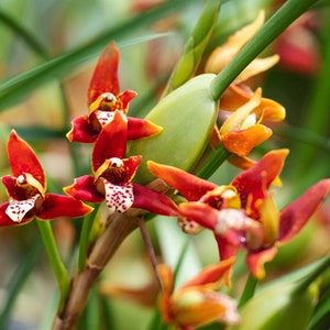 In spike/bud! Maxillaria tenuifolia 'Haupia', red flower and coconut fragrance!