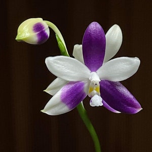 Very rare! Phal. Yaphon GG — unique flower color patterns, random petal color in blue/purple or white