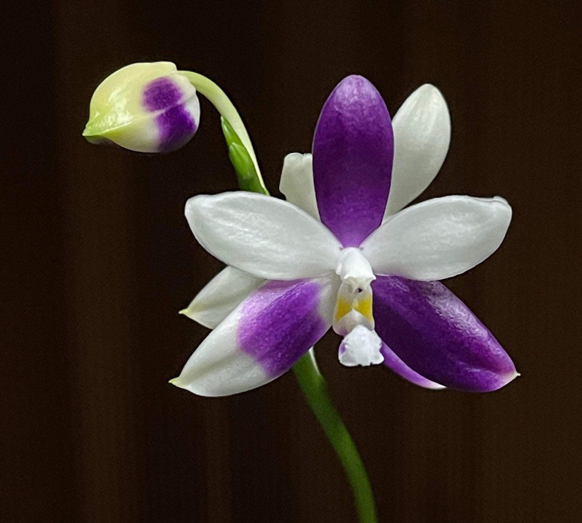 訳あり【芳香】ファレノプシス Yaphon GG 開花中 青紫色 Very Rare! Phal. Yaphon GG — Unique Flower Color Patterns