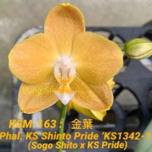 Phal. KS Shito Pride KSM-163 小金葉 waxy flower, long flowering time, color changes/darker over time image 3