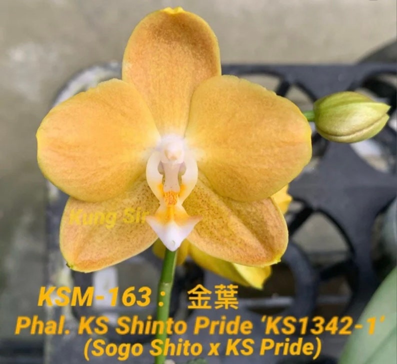 Phal. KS Shito Pride KSM-163 小金葉 waxy flower, long flowering time, color changes/darker over time image 3