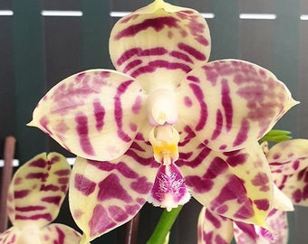 In short spike! Phal. Lyndon Mix Zebra '3138', fragrant!