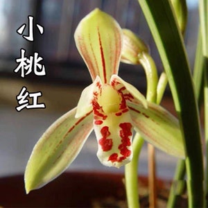 Cymbidium ensifolium ‘Xiao Tao Hong’ with golden leave edge, 建兰 ‘小桃红/玉华’ 金边叶艺, easy to bloom and very fragrant