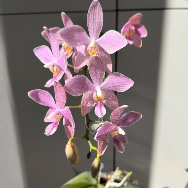 In spike! Phalaenopsis Almaho (Phal. speciosa × schilleriana), lovely pink and yellow flowers, fragrant, lightly mottled leaf