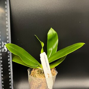 In spike Phal. tetraspis 'C1'species, unique flower color patterns, random petal color in red or white image 6