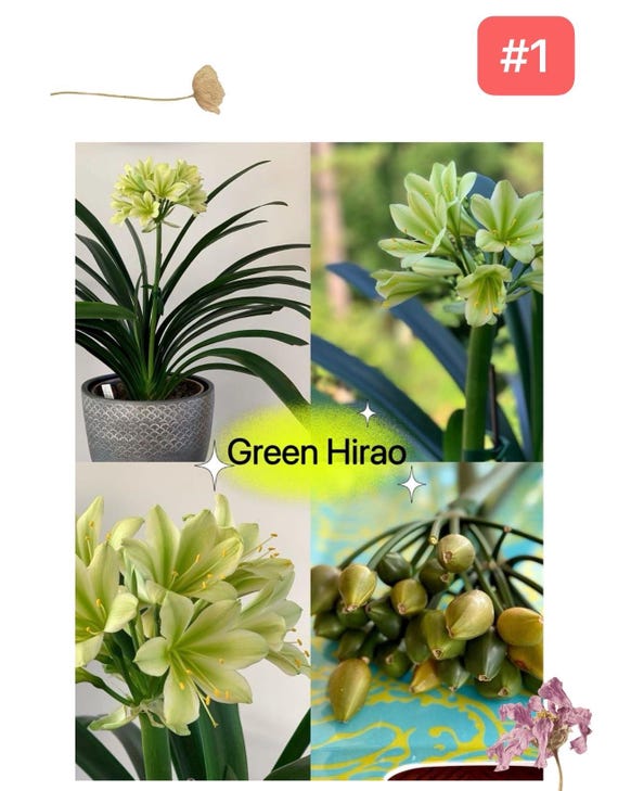 constellation plant GIANT Thai constellation monstera *NAPA PICK UP OR DELIVERY ONLY* main image 1