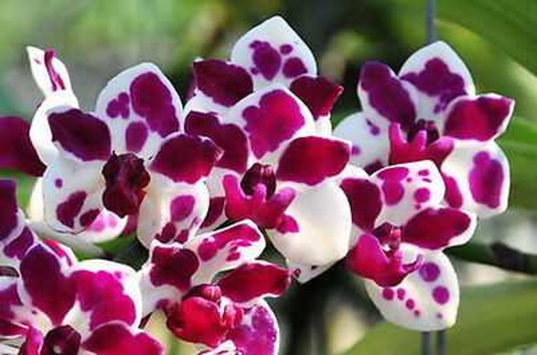 In Spike Rhynchostylis Gigantea cartoon X Sib Spotty Color - Etsy