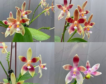 Phal Su’s little star, multifloral, fragrant, 1.7'' pot (22AB)