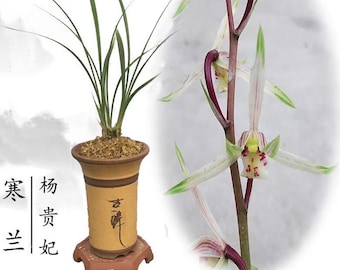 Cymbidium kanran ‘Yang Gui Fei’ 寒兰铭品 ‘杨贵妃’, pretty and fragrant