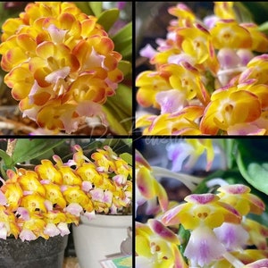 Prra.(Rhrds.) Bangkok Sunset, ¡ligera fragancia cítrica!