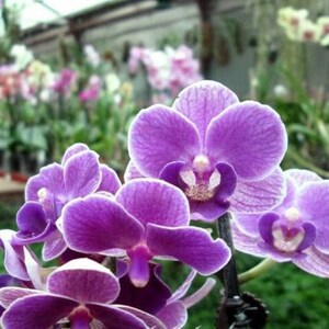 In spike/bloom Phal. Sogo Vivian 'Smurf' Special Indigo, multifloral image 2