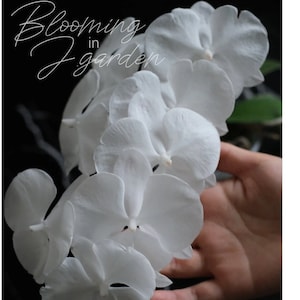 Phal. Charming Crystal Water &#39;1288&#39;, award winning clone