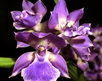 Zns. Murasakikomachi 'Blue Hawaii', fragrant and easy to care, purple blue flower