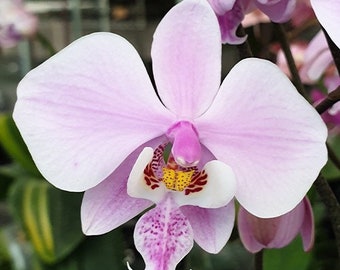 Phal. schilleriana 'TKB', orchid species, mottled foliage, fragrant