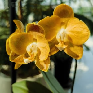 Phal. KS Shito Pride KSM-163 小金葉 waxy flower, long flowering time, color changes/darker over time image 1