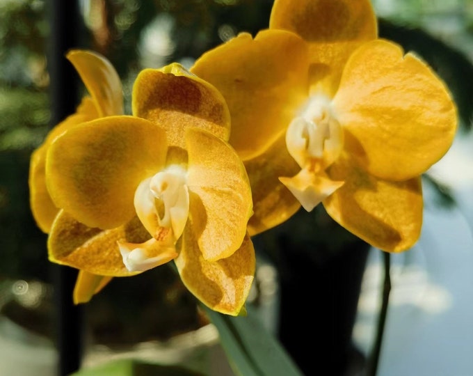 Waxy Bloom Color Phal. KS Shito Pride ‘KSM-163’ 小金葉 - Waxy Flower, Long Flowering Time ...